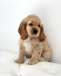 puppiestogoinc.com, puppies to go store, cocker spaniel, cocker spaniel for sale, cocker spaniel puppies, cocker spaniel for sale miami, english cocker spaniel, cocker spaniel puppies for sale