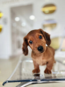 puppiestogoinc.com, puppies to go store, dachshund, dachshund for sale, dachshund for sale miami, dachshund puppy, dachshund puppies for sale, miniature dachshund, mini dachshund, dachshund puppies for sale near me, miniature dachshund puppies for sale, mini dachshund puppies for sale