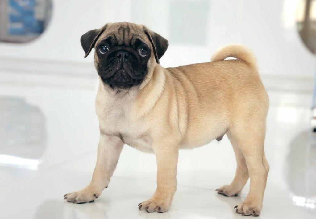 puppiestogoinc.com, puppies to go inc shop, pug puppy, pug puppy for sale, pugs for sale, pugs for sale near me, pug puppies for sale near me, pug puppies near me