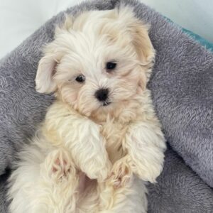 puppiestogoinc.com, puppies to go inc shop, maltese puppies, maltese puppies for sale, maltese puppies for sale near me, maltese for sale, maltese for sale near me, maltese breeders near me