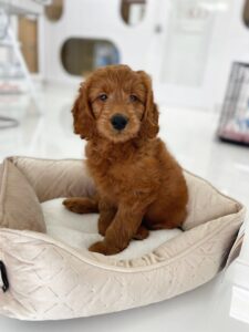 puppiestogoinc.com, puppies to go store, Mini Goldendoodle, Mini Goldendoodle puppies for sale, Mini Goldendoodle puppies, Mini Goldendoodle for sale miami, Mini Goldendoodle puppy for sale, Mini Goldendoodle puppies near me, Mini Goldendoodle for sale near me, Mini Goldendoodle breeders near me, Mini Goldendoodle puppies for sale near me