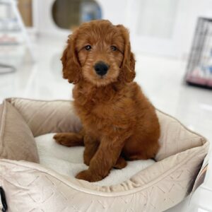puppiestogoinc.com, puppies to go store, Mini Goldendoodle, Mini Goldendoodle puppies for sale, Mini Goldendoodle puppies, Mini Goldendoodle for sale miami, Mini Goldendoodle puppy for sale, Mini Goldendoodle puppies near me, Mini Goldendoodle for sale near me, Mini Goldendoodle breeders near me, Mini Goldendoodle puppies for sale near me