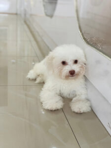 puppiestogoinc.com, puppies to go inc shop, poodle puppies, poodle puppies for sale, poodle puppies for sale miami, poodles for sale, poodle puppies for sale near me, poodle breeders near me