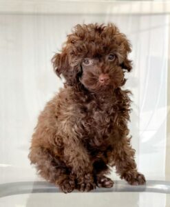 puppiestogoinc.com, puppies to go inc shop, poodle puppies, poodle puppies for sale, poodle puppies for sale miami, poodles for sale, poodle puppies for sale near me, poodle breeders near me