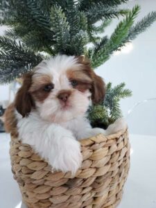 puppiestogoinc.com, puppies to go store, Shih Tzu puppies, Shih Tzu puppies for sale, Shih Tzu puppies for sale near me, Shih Tzu puppies near me, Shih Tzu breeders near me, Shih Tzu for sale near me