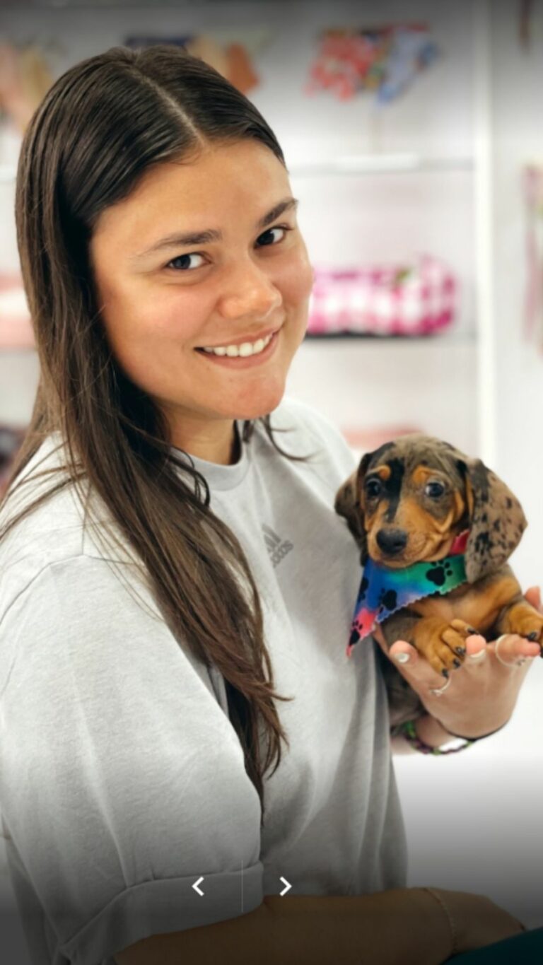 Puppies To Go Miami Puppies For Sale (305) 2627310