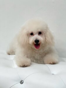 puppiestogoinc.com, puppies to go inc shop, poodle puppies, poodle puppies for sale, poodle puppies for sale miami, poodles for sale, poodle puppies for sale near me, poodle breeders near me