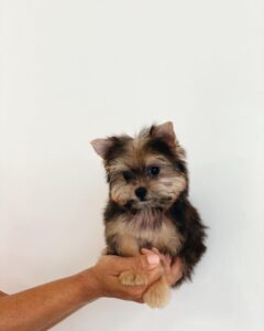 puppiestogoinc.com, puppies to go store, YorkiePoo puppies, YorkiePoo puppies for sale, YorkiePoo puppies for sale miami, YorkiePoo for sale, YorkiePoo breeders, YorkiePoo puppies near me, YorkiePoo puppies for sale near me, YorkiePoo breeders near me, YorkiePoo for sale near me