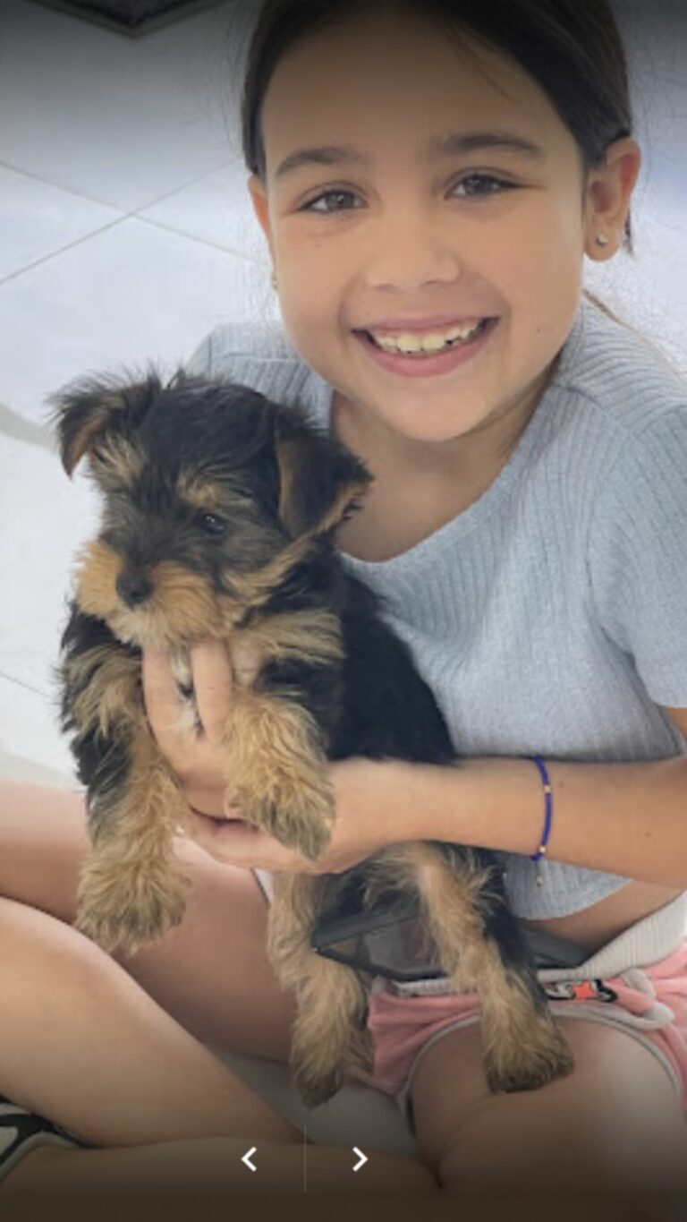 Puppies To Go Miami Puppies For Sale (305) 2627310