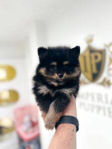 puppiestogoinc.com, puppies to go store, Pomeranian puppies, Pomeranian puppies for sale, Pomeranian puppies for sale miami, Pomeranian for sale, Pomeranian breeders, Pomeranian puppies near me, Pomeranian puppies for sale near me, Pomeranian breeders near me, Pomeranian for sale near me