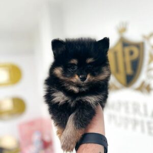 puppiestogoinc.com, puppies to go store, Pomeranian puppies, Pomeranian puppies for sale, Pomeranian puppies for sale miami, Pomeranian for sale, Pomeranian breeders, Pomeranian puppies near me, Pomeranian puppies for sale near me, Pomeranian breeders near me, Pomeranian for sale near me