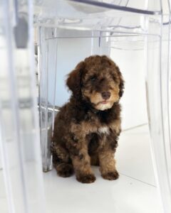 puppiestogoinc.com, puppies to go inc shop, poodle puppies, poodle puppies for sale, poodle puppies for sale miami, poodles for sale, poodle puppies for sale near me, poodle breeders near me