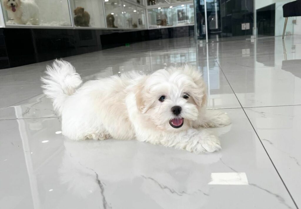 puppiestogoinc.com, puppies to go inc shop, maltese puppies, maltese puppies for sale, maltese puppies for sale near me, maltese for sale, maltese for sale near me, maltese breeders near me, maltese puppies near me