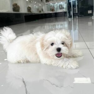 puppiestogoinc.com, puppies to go inc shop, maltese puppies, maltese puppies for sale, maltese puppies for sale near me, maltese for sale, maltese for sale near me, maltese breeders near me, maltese puppies near me
