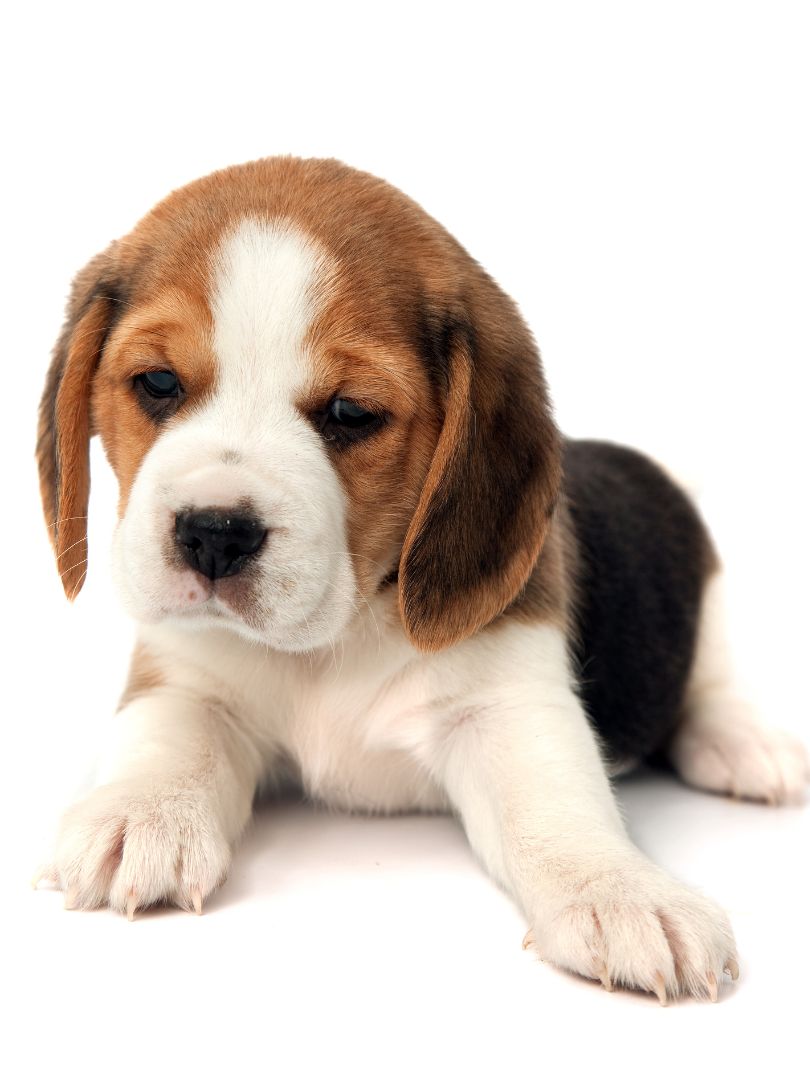 puppiestogoinc.com, puppies to go inc shop, beagle puppy for sale, beagle puppy for sale miami, beagles for sale, beagles for sale near me, beagle puppies for sale near me, beagle breeders near me, beagle puppies near me