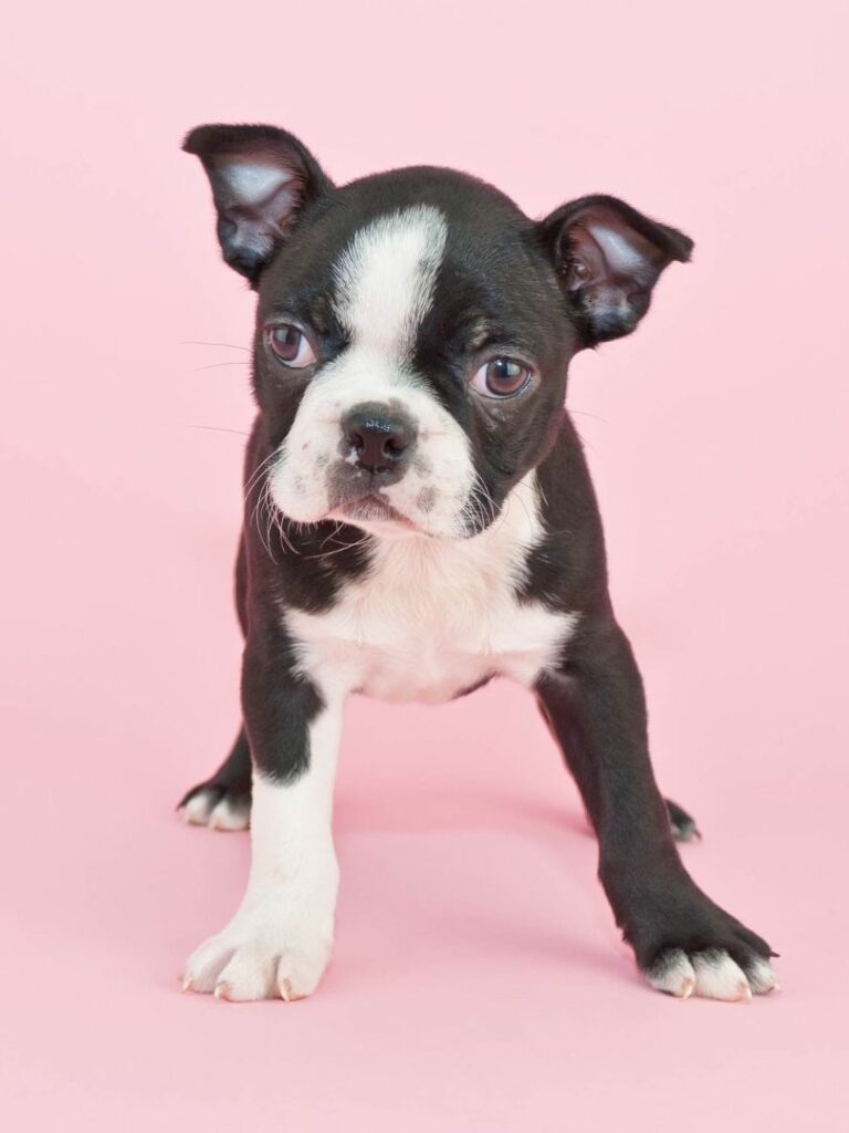 Boston Terrier Puppies for Sale Puppies for Sale (305) 2627310