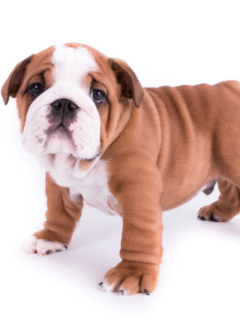 puppiestogoinc.com, puppies to go inc shop, bulldog puppies sale, bulldog puppies, bulldog puppies for sale miami, bulldog puppies miami, bulldogs for sale, bulldog puppies for sale near me