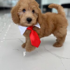 puppiestogoinc.com, puppies to go store, Mini Labradoodle puppies, Mini Labradoodle puppies for sale, Mini Labradoodle for sale, Mini Labradoodle puppy, Mini Labradoodle breeder, Mini Labradoodle for sale near me, Mini Labradoodle breeders near me, Mini Labradoodlepuppies for sale near me, Mini Labradoodle for sale, Mini Labradoodle puppies near me