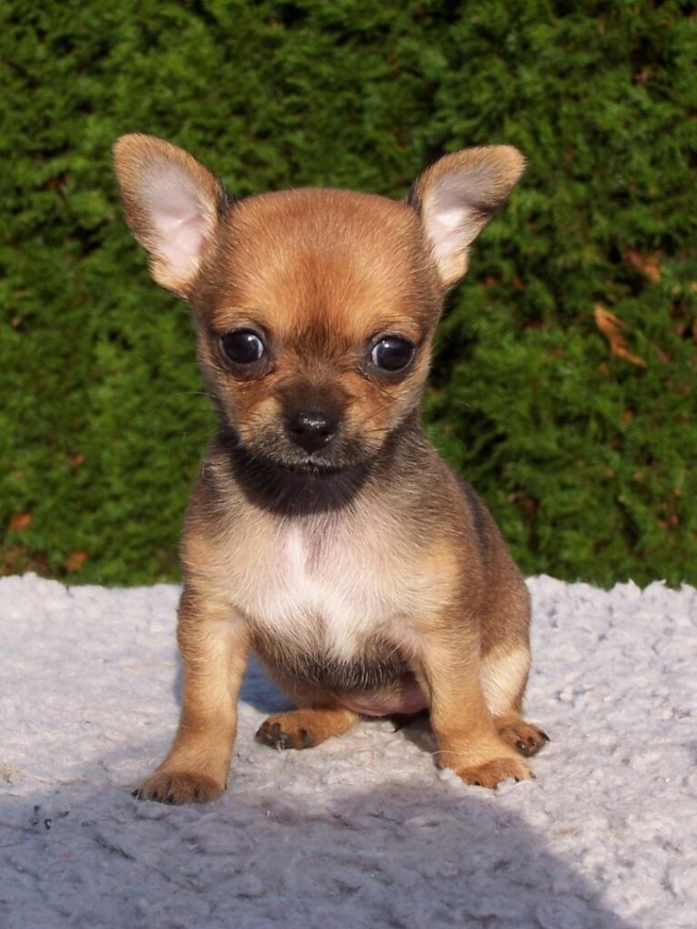 puppiestogoinc.com, puppies to go inc shop, chihuahua puppy, chihuahua puppy sale, chihuahua for sale, chihuahua puppies for sale near me, chihuahuas for sale near me