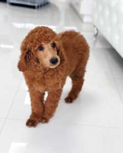 puppiestogoinc.com, puppies to go inc shop, Standard Poodle, Standard Poodle for sale, Standard Poodle for sale miami, Standard Poodle for sale, Standard Poodle puppies for sale near me, Standard Poodle breeders near me