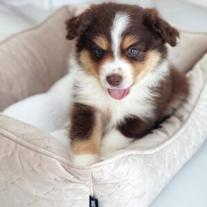 Mini Aussie puppiestogoinc.com, puppies to go store, Mini Aussie puppies, Mini Aussie puppies for sale, Mini Aussie puppies for sale miami, Mini Aussie for sale, Mini Aussie breeders, Mini Aussie puppies near me, Mini Aussie puppies for sale near me, Mini Aussie breeders near me, Mini Aussie for sale near me