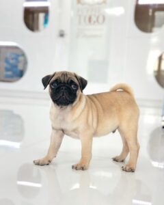 puppiestogoinc.com, puppies to go store, Pug puppies, Pug puppies for sale, Pug puppies for sale miami, Pug for sale, Pug breeders, Pug puppies near me, Pug puppies for sale near me, Pug breeders near me, Pug for sale near me