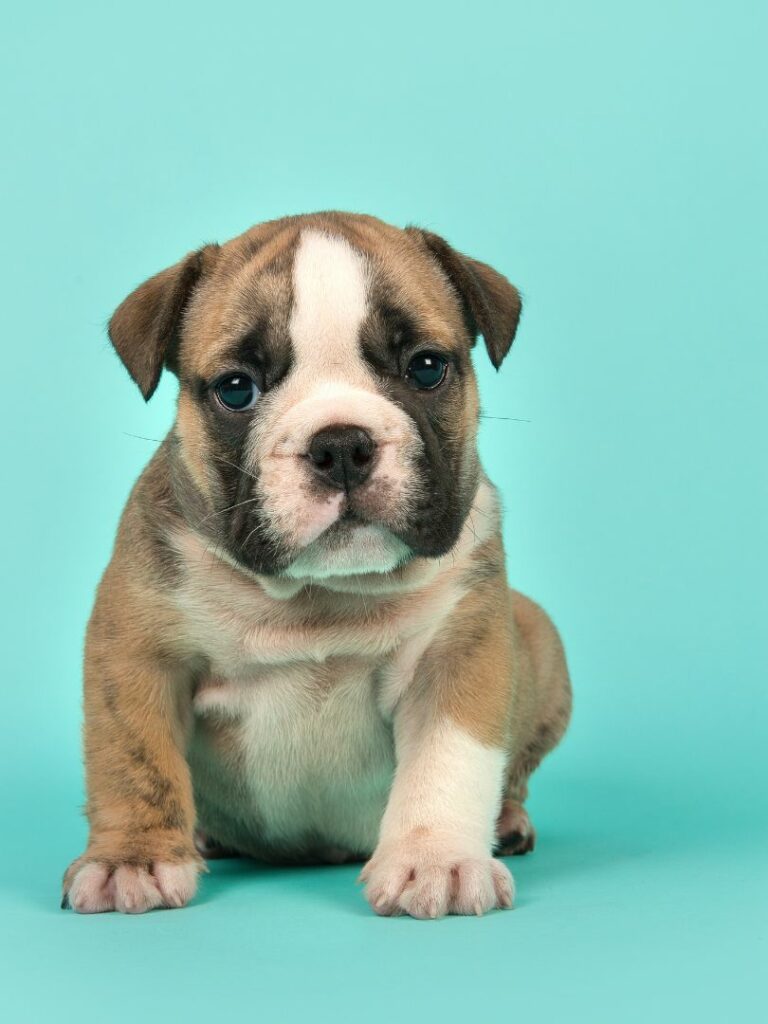 English Bulldog Puppies for Sale Puppies for Sale (305) 2627310