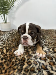 puppiestogoinc.com, puppies to go inc shop, olde english bulldog puppies, olde english bulldog puppies for sale, olde english bulldogge breeders, old english bulldog for sale, olde english bulldogge puppies for sale near me, olde english bulldogge breeders near me, old english bulldog for sale near me