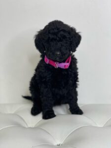 puppiestogoinc.com, puppies to go store, Mini Goldendoodle, Mini Goldendoodle puppies for sale, Mini Goldendoodle puppies, Mini Goldendoodle for sale miami, Mini Goldendoodle puppy for sale, Mini Goldendoodle puppies near me, Mini Goldendoodle for sale near me, Mini Goldendoodle breeders near me, Mini Goldendoodle puppies for sale near me