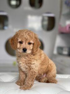 puppiestogoinc.com, puppies to go store, Mini Goldendoodle, Mini Goldendoodle puppies for sale, Mini Goldendoodle puppies, Mini Goldendoodle for sale miami, Mini Goldendoodle puppy for sale, Mini Goldendoodle puppies near me, Mini Goldendoodle for sale near me, Mini Goldendoodle breeders near me, Mini Goldendoodle puppies for sale near me