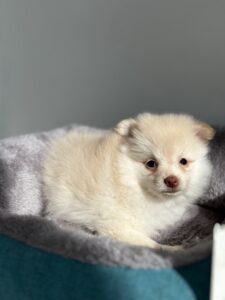 puppiestogoinc.com, puppies to go store, Pomeranian puppies, Pomeranian puppies for sale, Pomeranian puppies for sale miami, Pomeranian for sale, Pomeranian breeders, Pomeranian puppies near me, Pomeranian puppies for sale near me, Pomeranian breeders near me, Pomeranian for sale near me