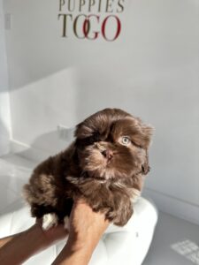 puppiestogoinc.com, puppies to go store, Shih Tzu puppies, Shih Tzu puppies for sale, Shih Tzu puppies for sale near me, Shih Tzu puppies near me, Shih Tzu breeders near me, Shih Tzu for sale near me