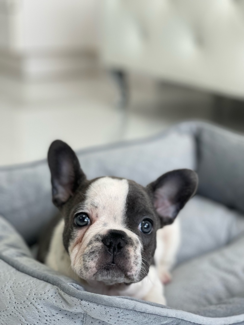 French Bulldog Puppies for Sale | Puppies To Go (305) 262-7310