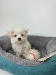 puppiestogoinc.com, puppies to go store, Maltese puppies, Maltese puppies for sale, Maltese for sale, Maltese puppy, Maltese breeder, Maltese for sale near me, Maltese breeders near me, Maltese for sale near me, Maltese for sale, Maltese puppies near me