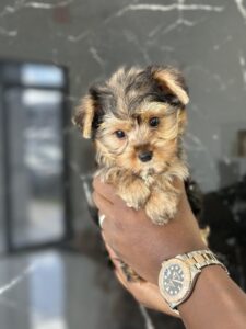 puppiestogoinc.com, puppies to go store, YorkiePoo puppies, YorkiePoo puppies for sale, YorkiePoo puppies for sale miami, YorkiePoo for sale, YorkiePoo breeders, YorkiePoo puppies near me, YorkiePoo puppies for sale near me, YorkiePoo breeders near me, YorkiePoo for sale near me