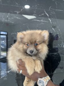 puppiestogoinc.com, puppies to go store, Pomeranian puppies, Pomeranian puppies for sale, Pomeranian puppies for sale miami, Pomeranian for sale, Pomeranian breeders, Pomeranian puppies near me, Pomeranian puppies for sale near me, Pomeranian breeders near me, Pomeranian for sale near me