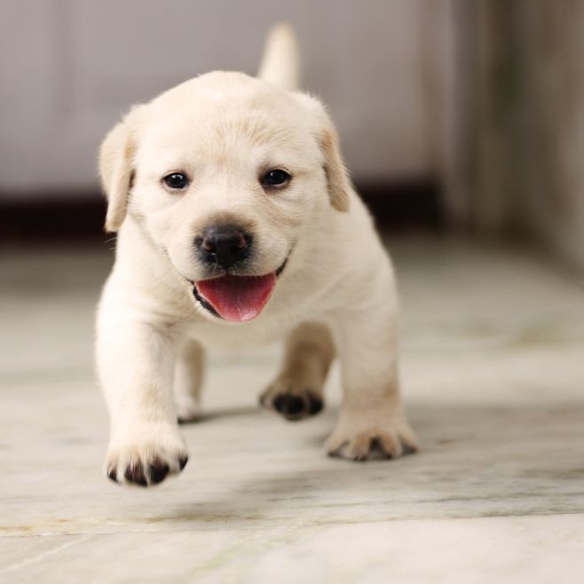 puppiestogoinc.com,
puppies to go inc shop,
Labrador retriever puppy,
Labrador retriever puppy for sale,
Labrador retriever puppy for sale miami,
Labrador retriever puppies for sale near me,
Labrador retriever puppies near me,
Labrador retriever for sale,
Labrador retriever breeders near me