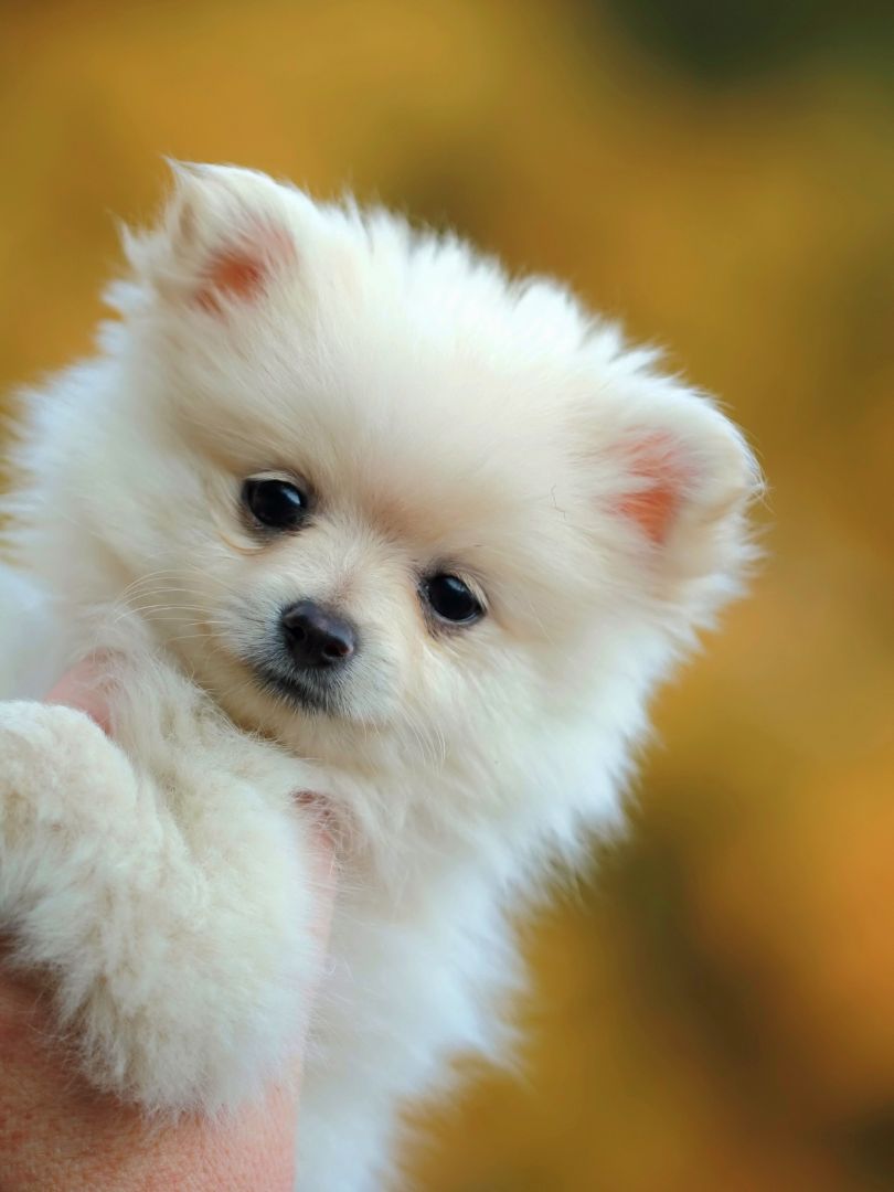 puppiestogoinc.com, puppies to go inc shop, pomeranian puppies, pomeranian puppies for sale, pomeranian puppies for sale miami, pomeranian for sale, pomeranian puppies for sale near me, pomeranians for sale near me, pomeranian breeders near me