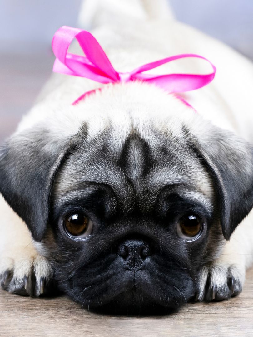 puppiestogoinc.com, puppies to go inc shop, pug puppy, pug puppy for sale, pugs for sale, pugs for sale near me, pug puppies for sale near me, pug puppies near me