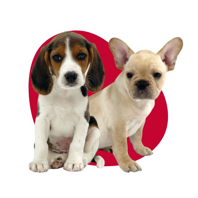 puppiestogoinc.com, puppies to go inc shop, dog breed, dog breed for sale, breed for sale, dog breed puppy, beagle puppies for sale near me, beagle breeders near me, beagle puppies near me
