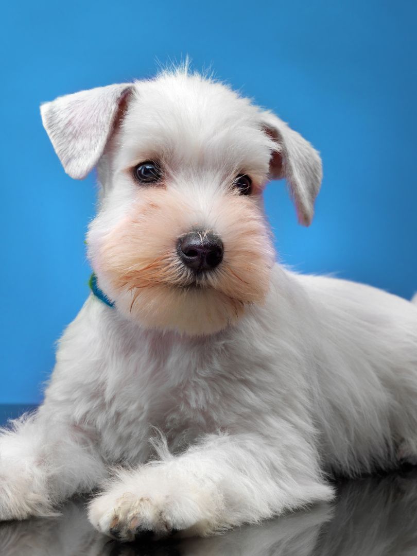 puppiestogoinc.com, puppies to go inc shop, schnauzer puppy, schnauzer puppy for sale, schnauzer for sale, schnauzer puppies for sale near me, schnauzer for sale near me, schnauzer breeders near me