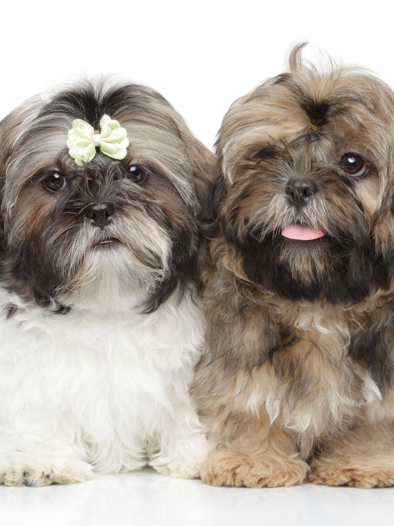 puppiestogoinc.com, puppies to go inc shop, shih tzu puppy, shih tzu puppy for sale, shih tzu puppy for sale miami, shih tzu puppies for sale near me, shih tzu puppies near me, shih tzu for sale near me, shih tzu breeders near me,