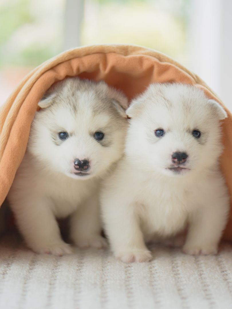 puppiestogoinc.com, puppies to go inc shop, siberian huskies puppies, siberian huskies puppies sale, husky puppies for sale, husky puppies for sale near me, siberian husky for sale, siberian husky puppies for sale near me, husky breeders near me