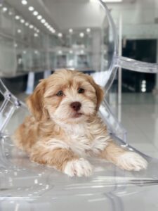 puppiestogoinc.com, puppies to go store, Shih Poo puppies, Shih Poo puppies for sale, Shih Poo puppies for sale near me, Shih Poo puppies near me, Shih Poo breeders near me, Shih Poo for sale near me