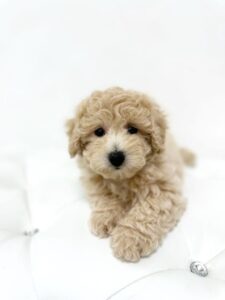 puppiestogoinc.com, puppies to go store, Maltipoo puppies, Maltipoo puppies for sale, Maltipoo for sale, Maltipoo puppy, Maltipoo breeder, Maltipoo for sale near me, Maltipoo breeders near me, Maltipoo for sale near me, Maltipoo for sale, Maltipoo puppies near me