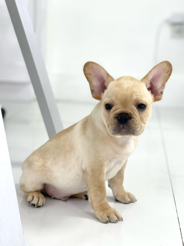 puppiestogoinc.com, puppies to go store, french bulldog, french bulldog for sale, french bulldog puppies, french bulldog for sale miami, french bulldog puppy for sale, french bulldog puppies near me, french bulldogs for sale near me, french bulldog breeders near me, french bulldog puppies for sale near me, french bulldogs near me