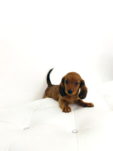 puppiestogoinc.com, puppies to go inc shop, dachshund puppies, dachshund puppies for sale, dachshund puppies for sale miami, dachshund for sale miami, dachshund puppies for sale near me, dachshund breeders near me