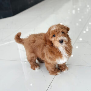 puppiestogoinc.com, puppies to go store, Maltipoo puppies, Maltipoo puppies for sale, Maltipoo for sale, Maltipoo puppy, Maltipoo breeder, Maltipoo for sale near me, Maltipoo breeders near me, Maltipoo for sale near me, Maltipoo for sale, Maltipoo puppies near me
