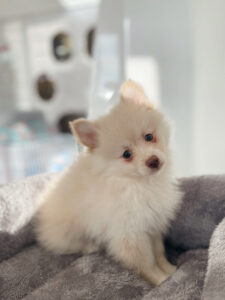 puppiestogoinc.com, puppies to go store, Pomeranian puppies, Pomeranian puppies for sale, Pomeranian puppies for sale miami, Pomeranian for sale, Pomeranian breeders, Pomeranian puppies near me, Pomeranian puppies for sale near me, Pomeranian breeders near me, Pomeranian for sale near me