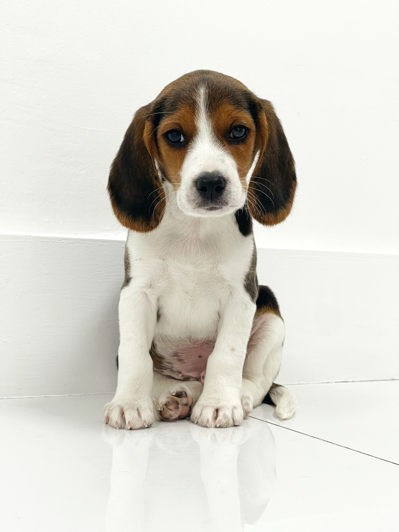 puppiestogoinc.com, puppies to go inc shop, beagle puppy for sale, beagle puppy for sale miami, beagles for sale, beagles for sale near me, beagle puppies for sale near me, beagle breeders near me, beagle puppies near me